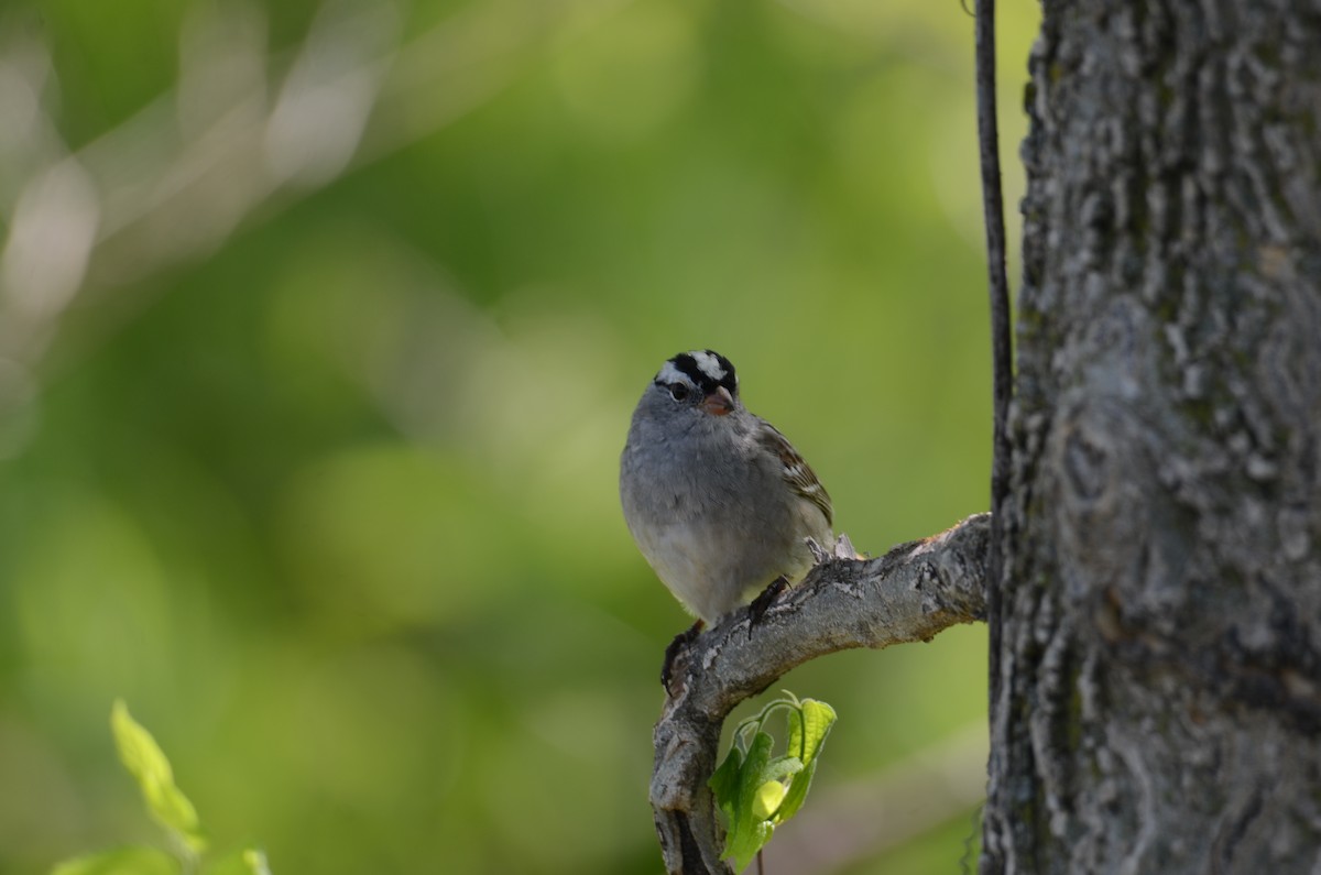 White-crowned Sparrow - Kerry Beaghan