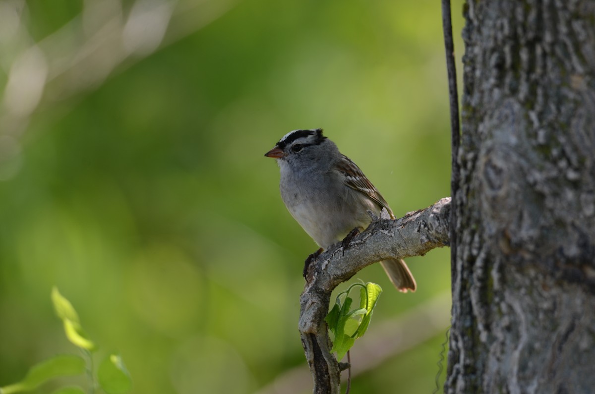 White-crowned Sparrow - Kerry Beaghan