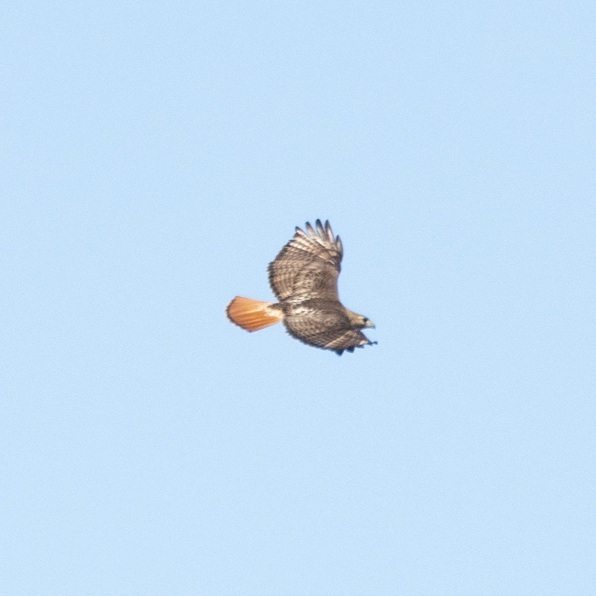 Red-tailed Hawk (borealis) - ML618633122