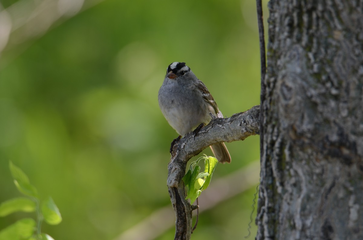 White-crowned Sparrow - ML618633124