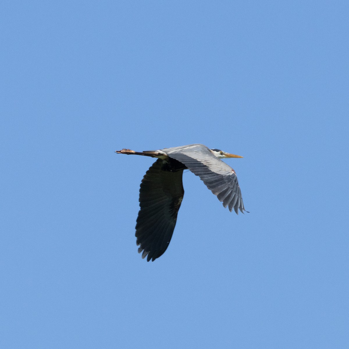 Great Blue Heron (Great Blue) - ML618633130