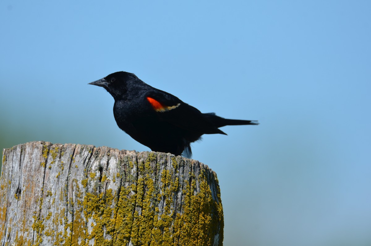 Red-winged Blackbird - ML618633153