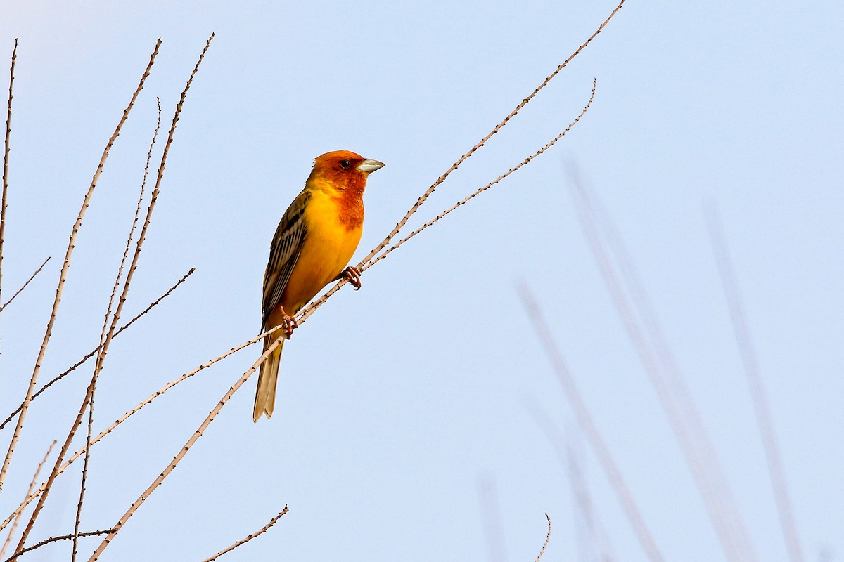 Red-headed Bunting - ML618633187