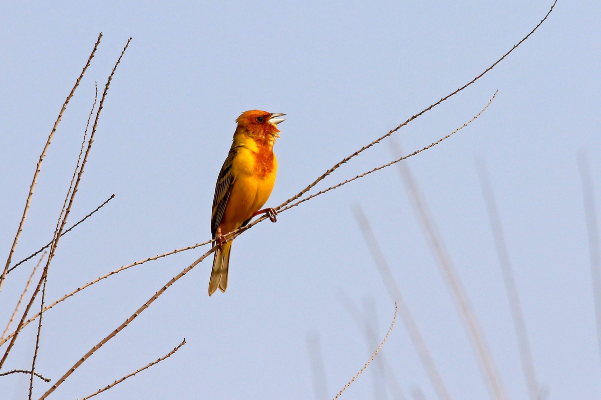 Red-headed Bunting - ML618633188