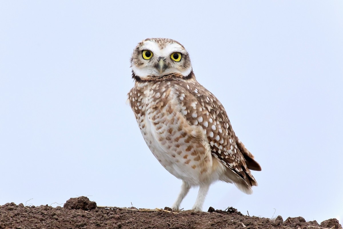 Burrowing Owl - ML618633193
