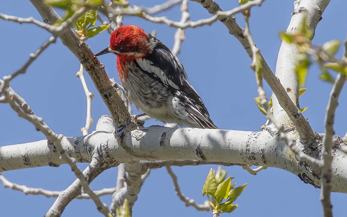 Red-breasted Sapsucker - ML618633197