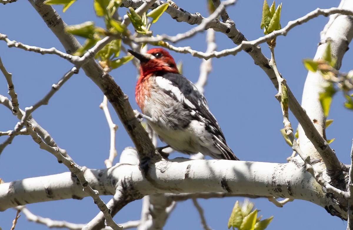 Red-breasted Sapsucker - ML618633198