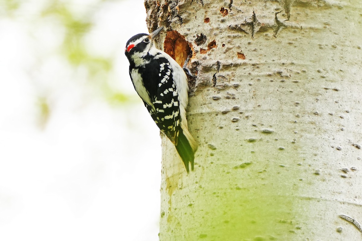 Hairy Woodpecker - ML618633203
