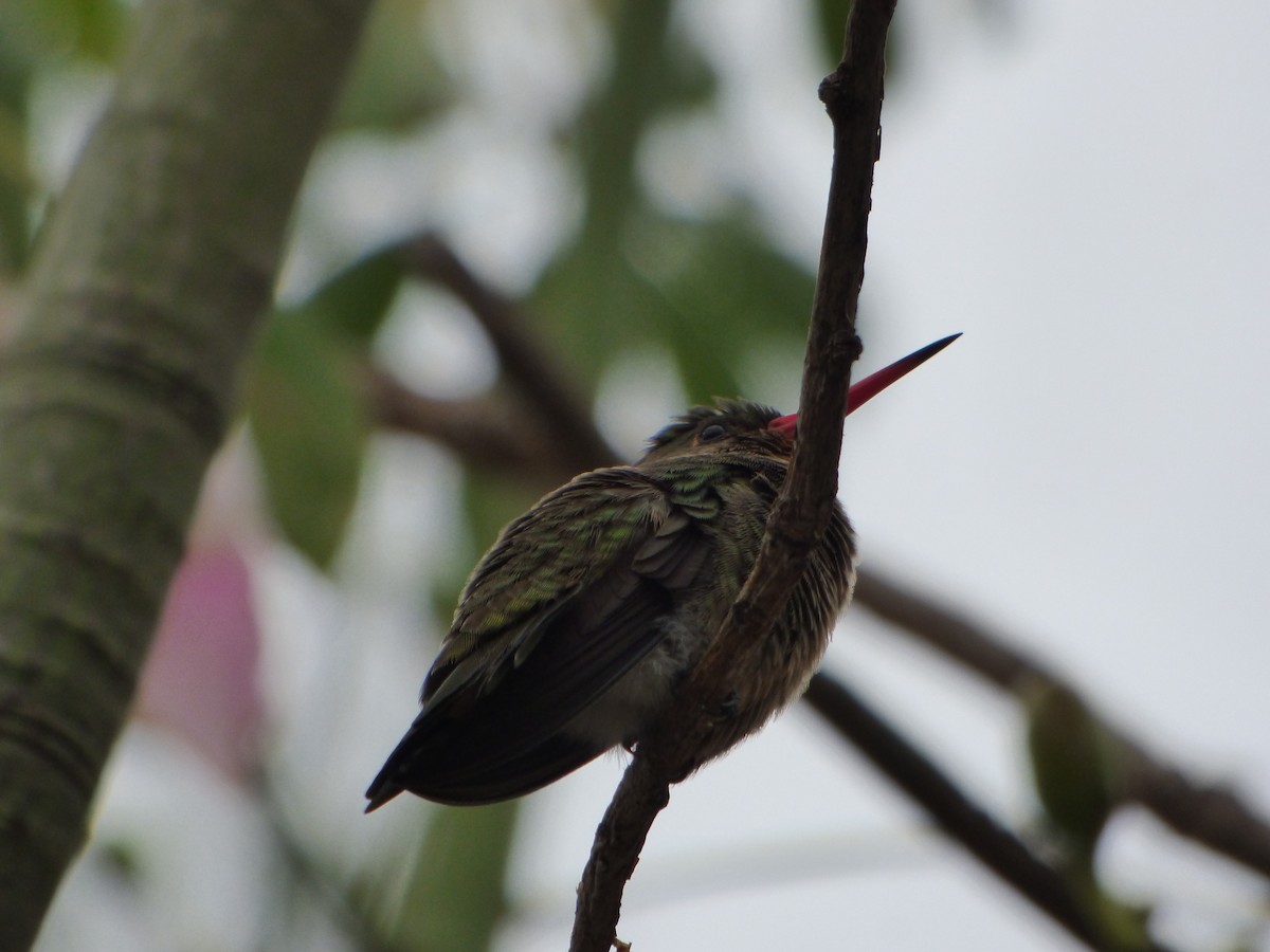 Gilded Hummingbird - ML618633228
