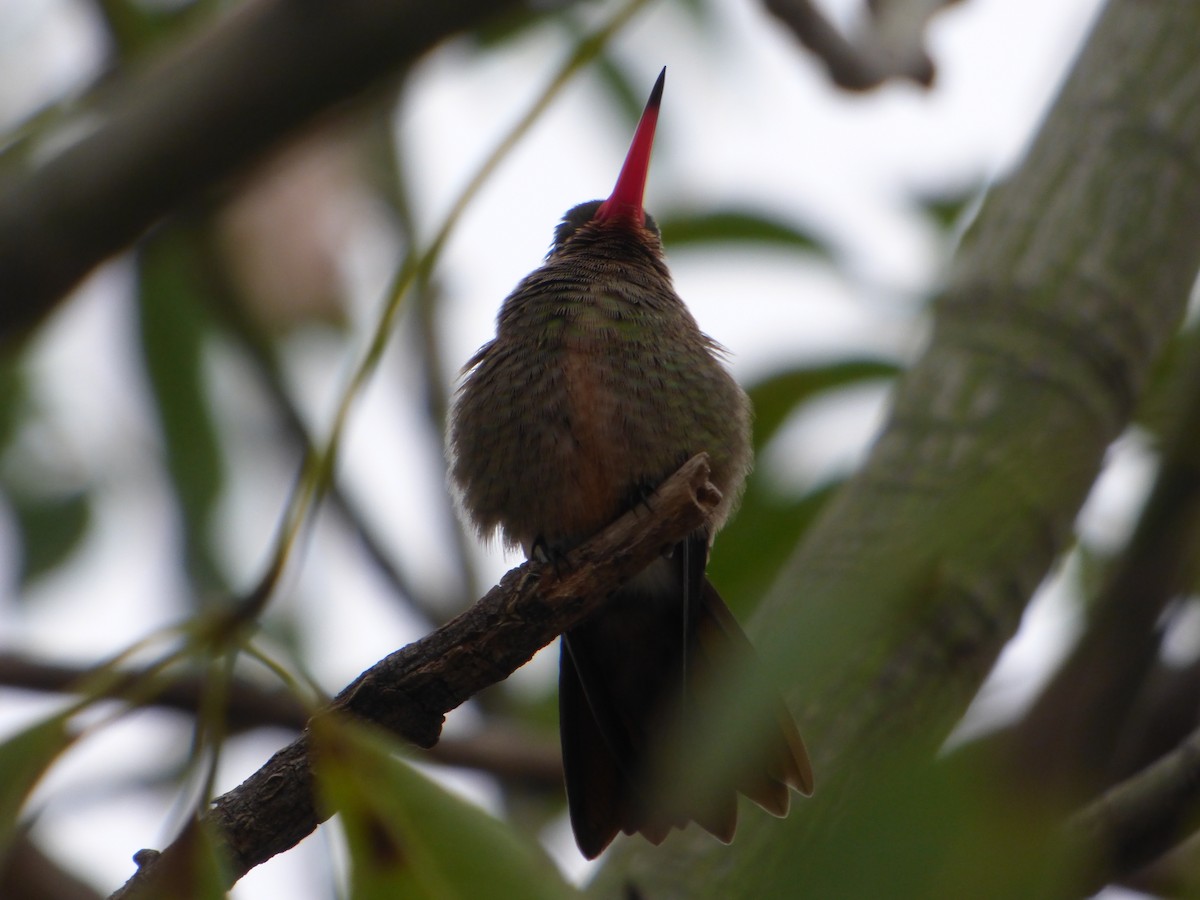 Gilded Hummingbird - ML618633229