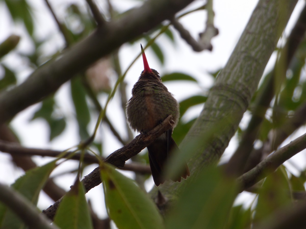 Gilded Hummingbird - ML618633232