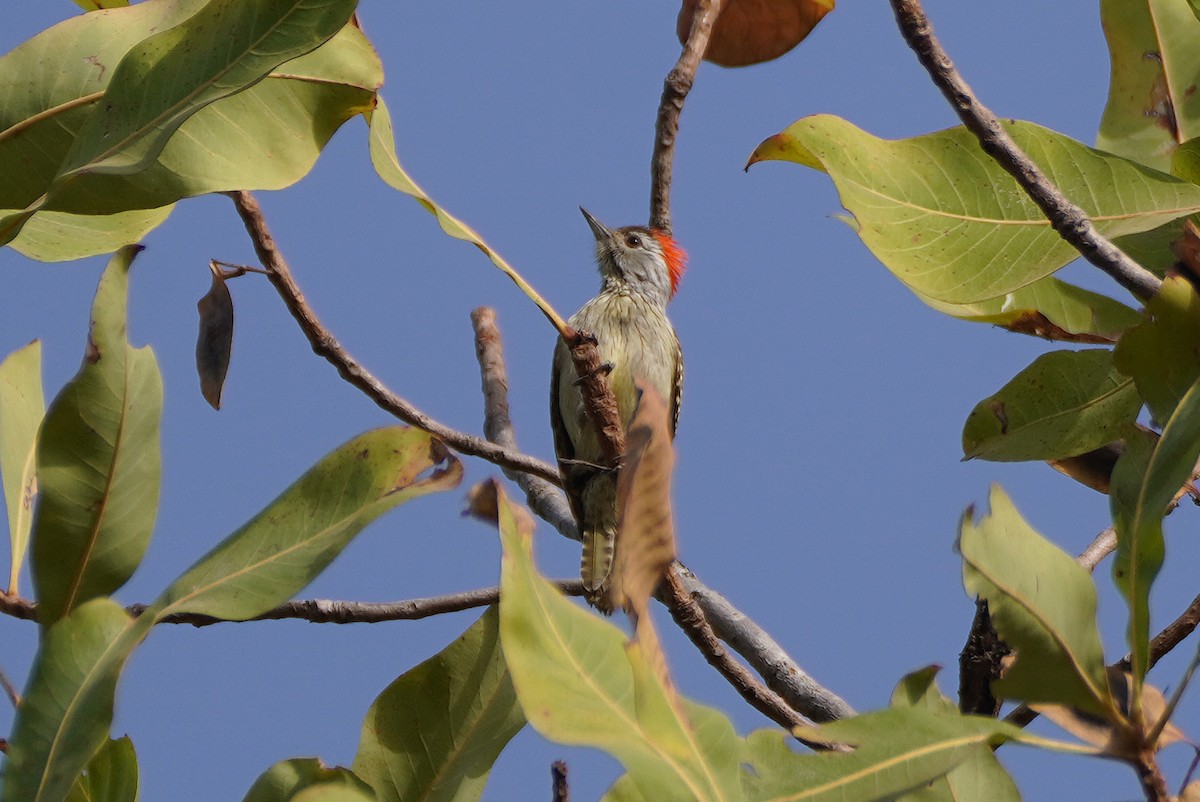 Cardinal Woodpecker - ML618633333