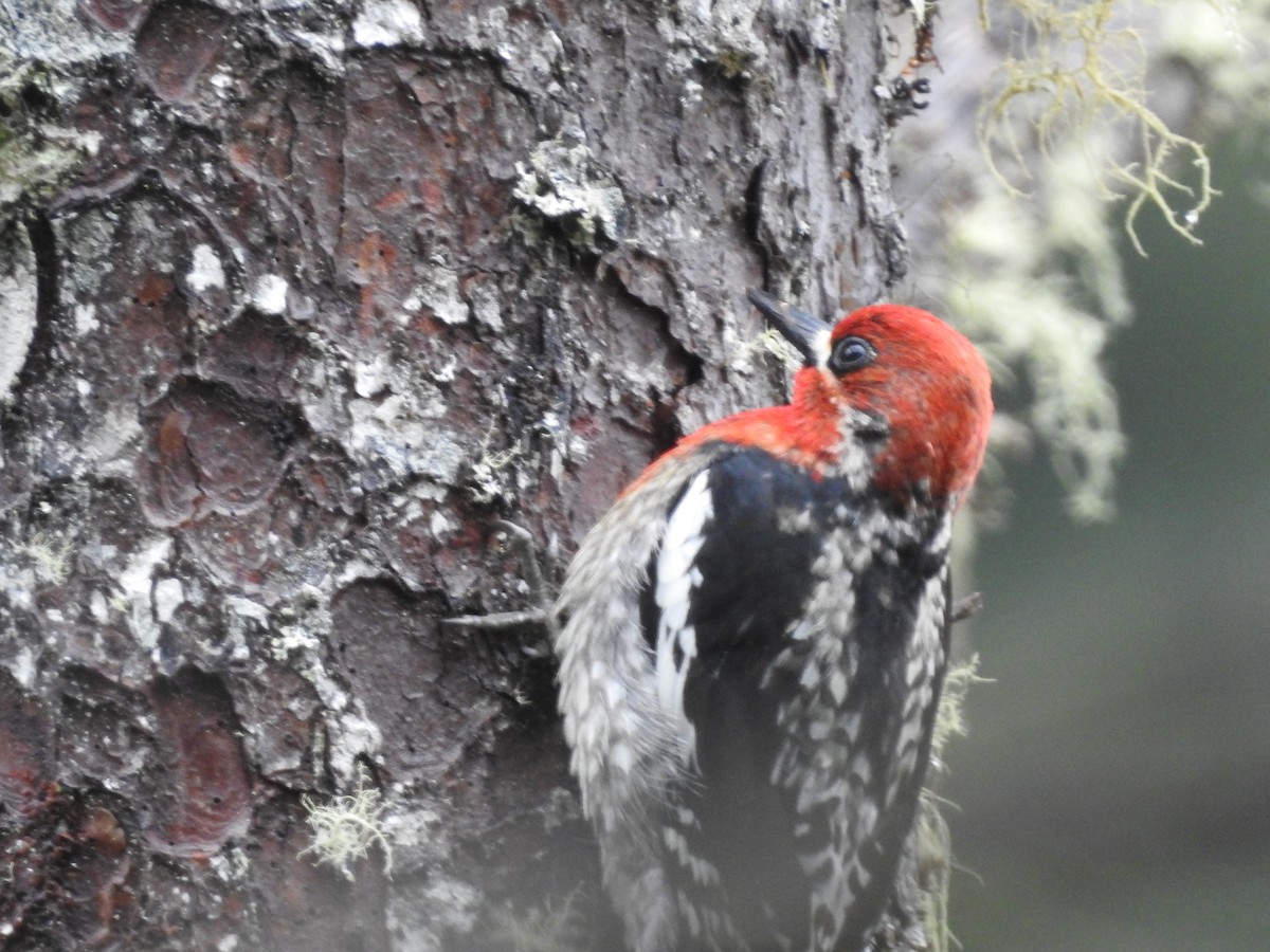 Red-breasted Sapsucker - ML618633342