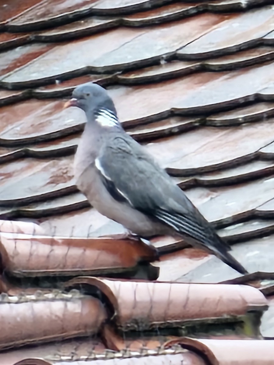 Pigeon ramier - ML618633351