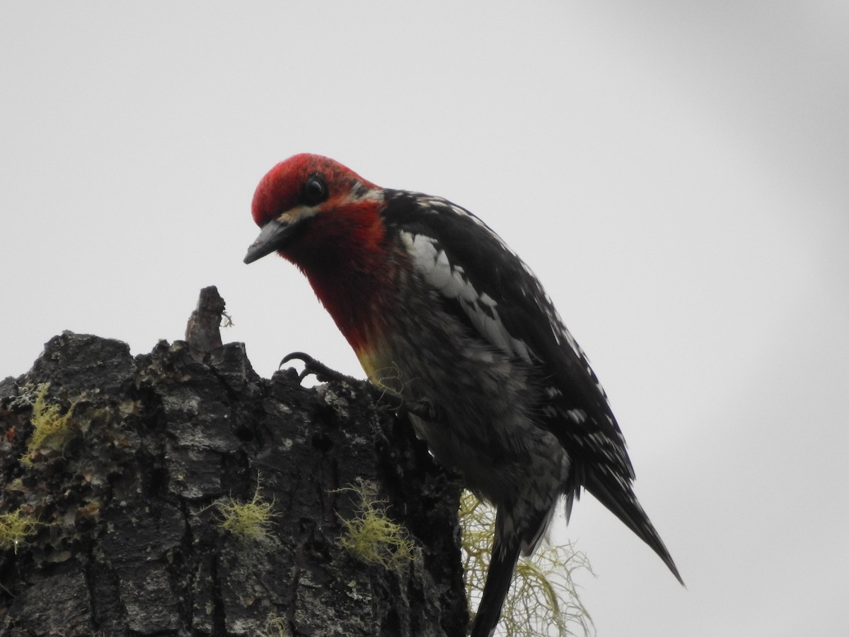 Red-breasted Sapsucker - ML618633391