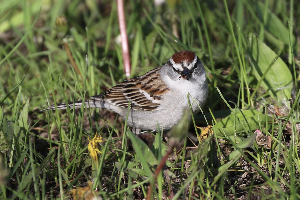 Chipping Sparrow - ML618633392