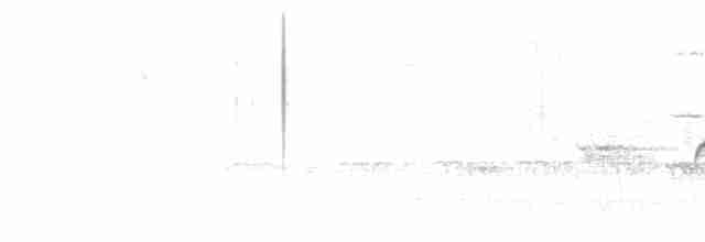 leskot modrošedý [skupina obscura] - ML618633448