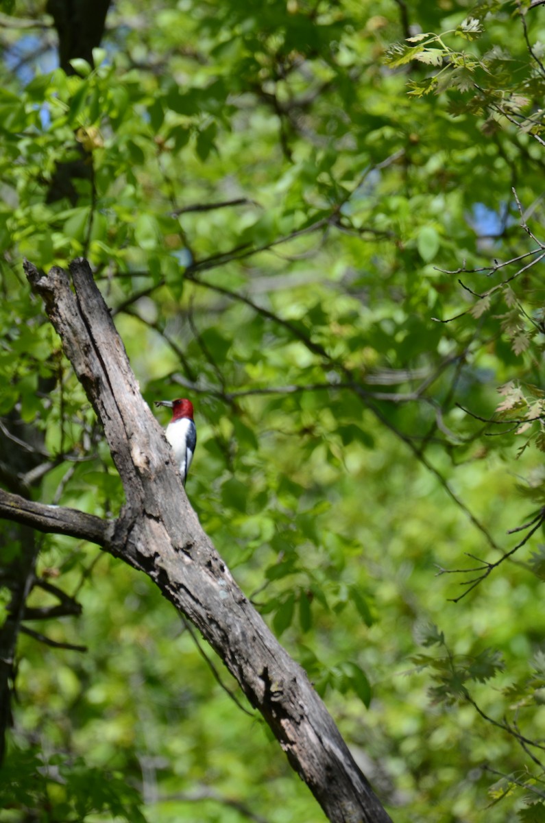 Red-headed Woodpecker - ML618633481