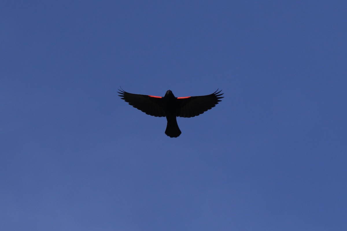 Red-winged Blackbird - ML618633492