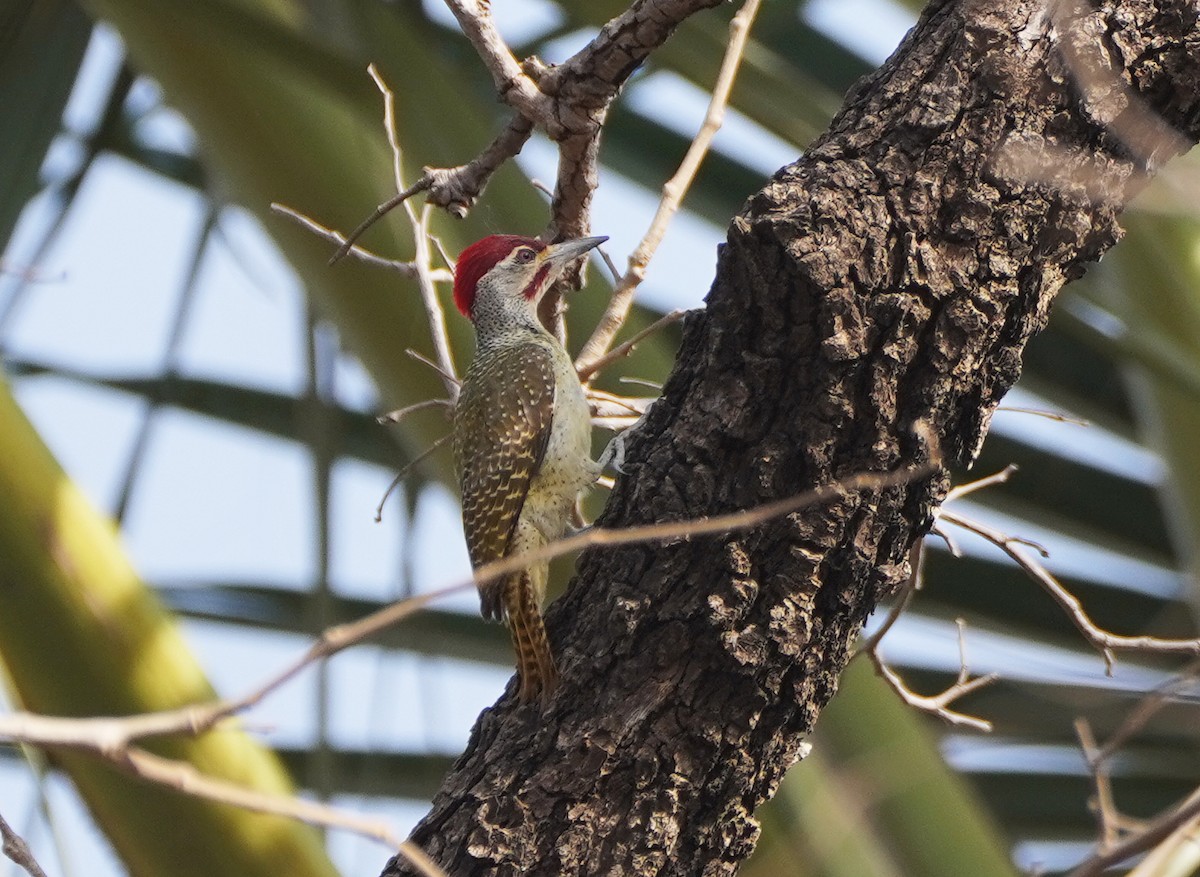 Fine-spotted Woodpecker - ML618633523