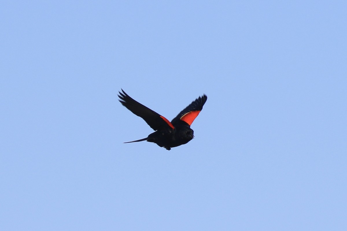 Red-winged Blackbird - ML618633529