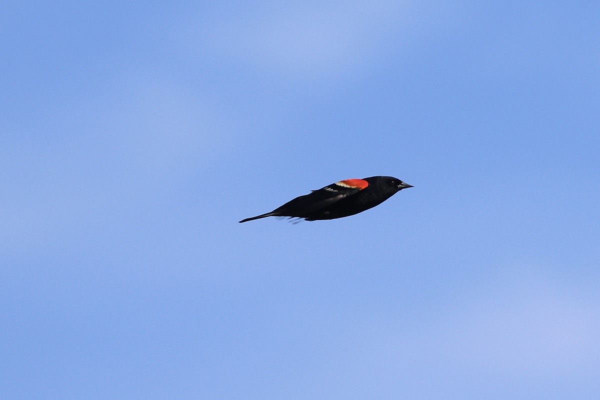 Red-winged Blackbird - ML618633536