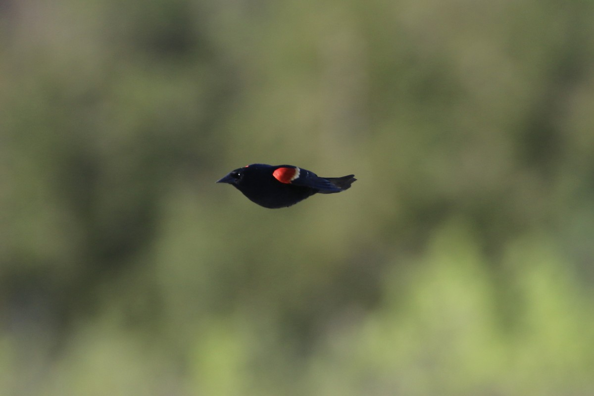Red-winged Blackbird - ML618633544