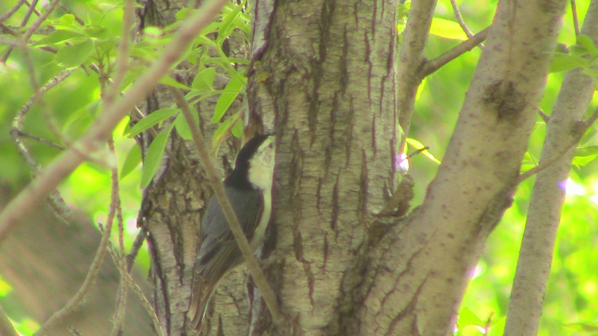 White-breasted Nuthatch - ML618633551