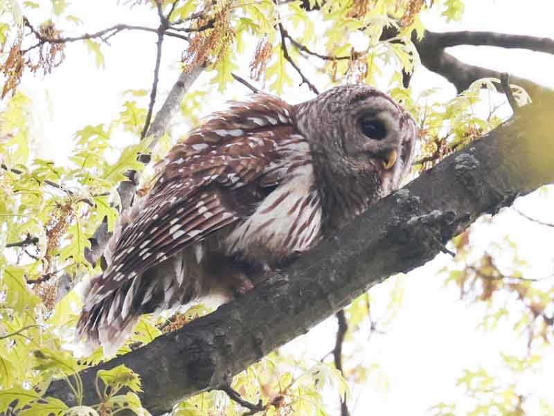 Barred Owl - John Cassady