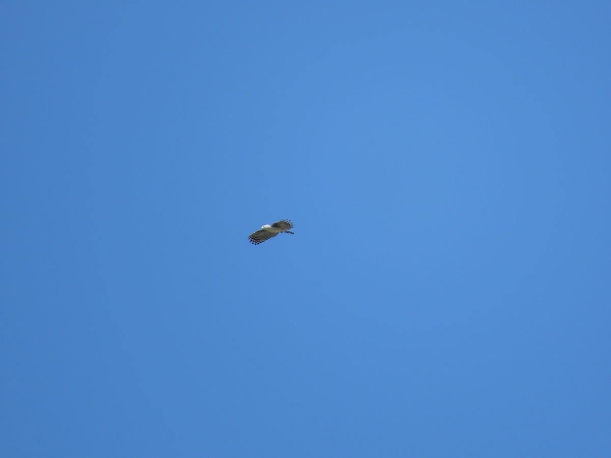 Gray-headed Kite - ML618633598
