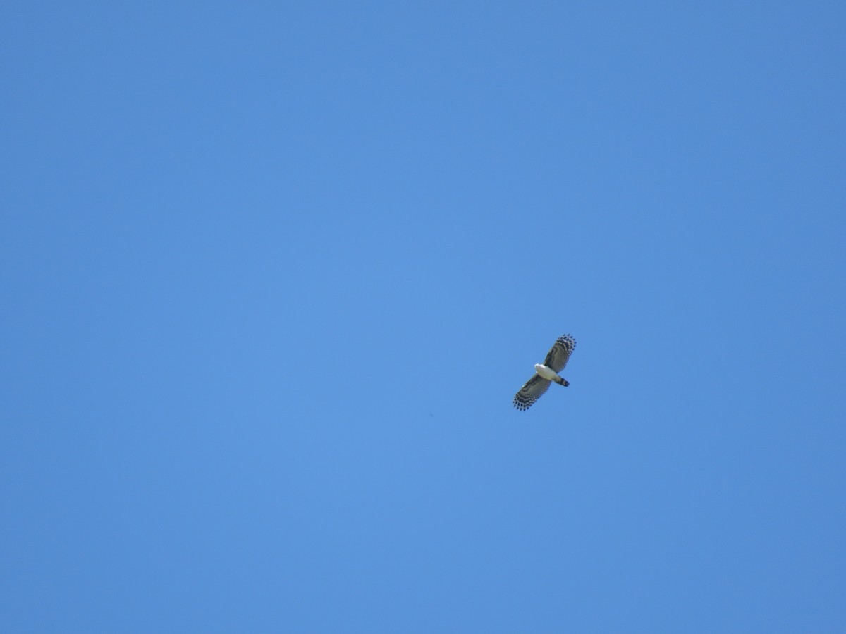 Gray-headed Kite - ML618633599