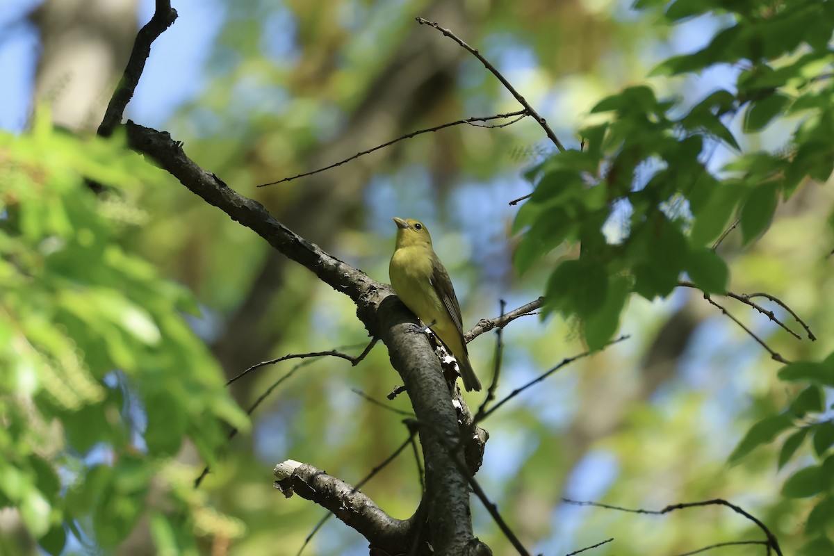 Scarlet Tanager - E R