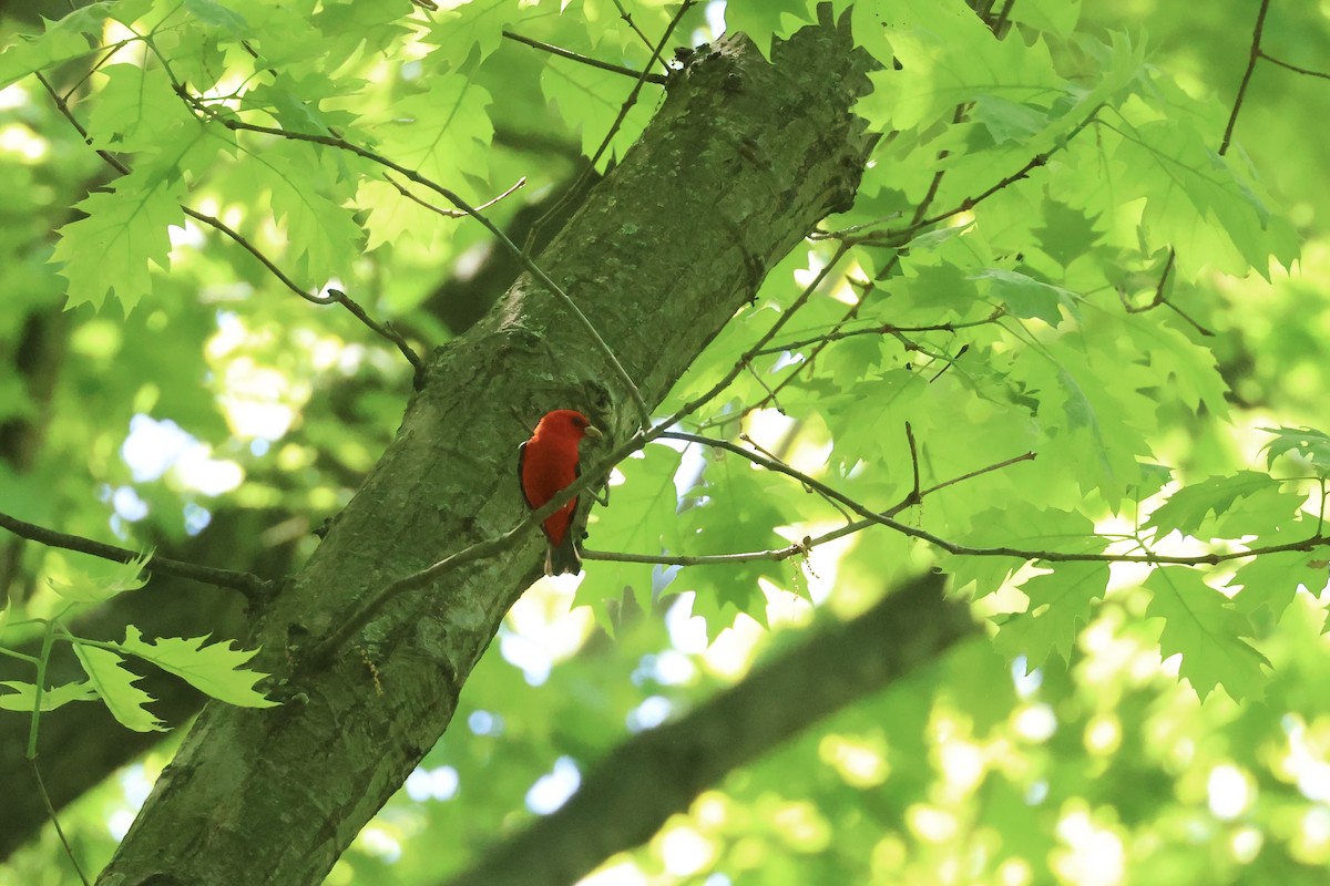 Scarlet Tanager - E R