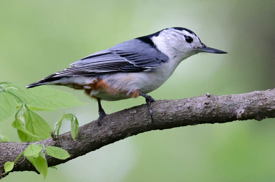 White-breasted Nuthatch - ML618633604