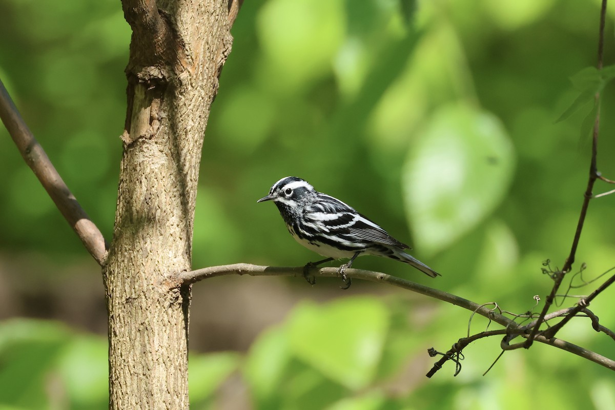 Black-and-white Warbler - ML618633628