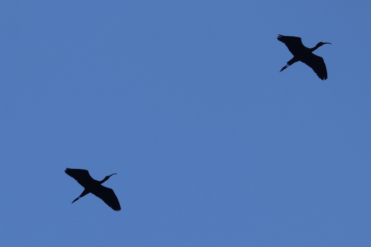 ibis hnědý - ML618633633