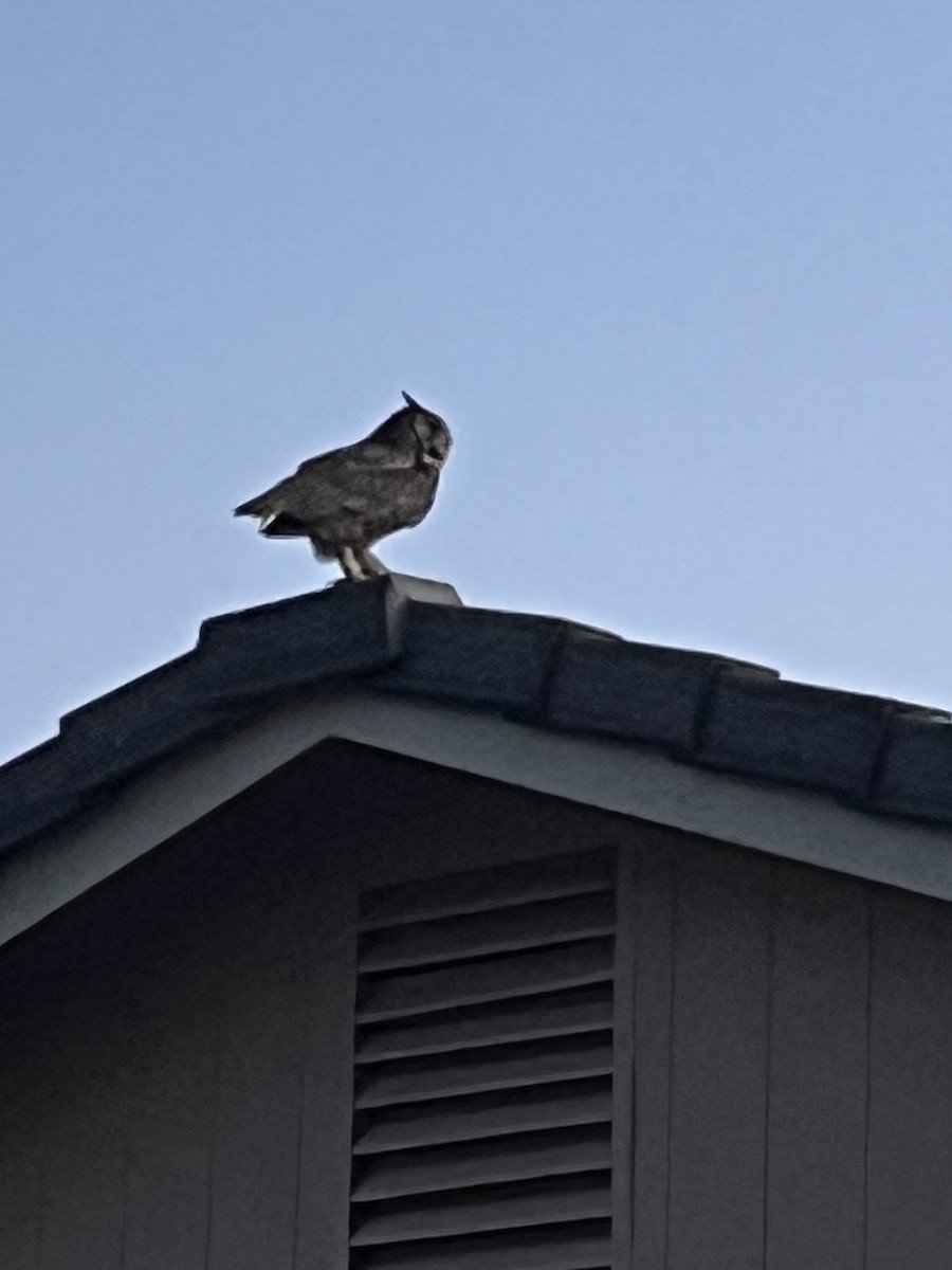 Great Horned Owl - ML618633645