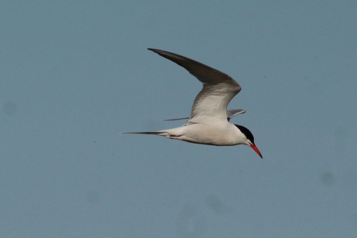 Common Tern - Jamie Klooster
