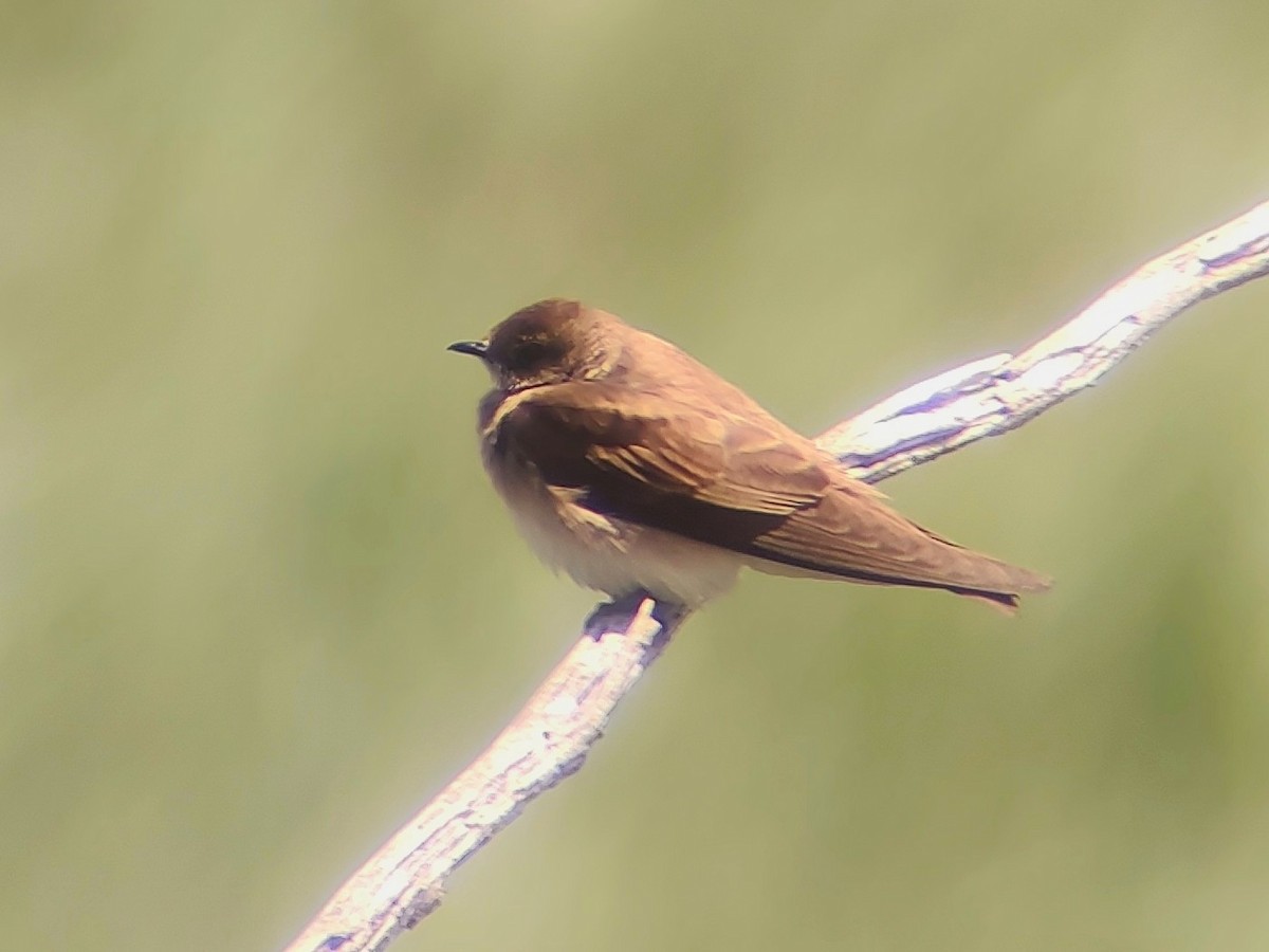 Northern Rough-winged Swallow - ML618633672