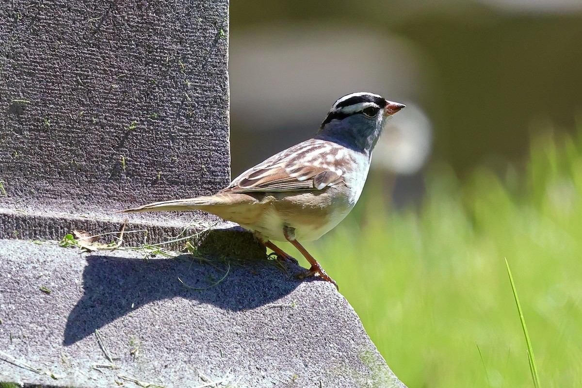 White-crowned Sparrow - ML618633680