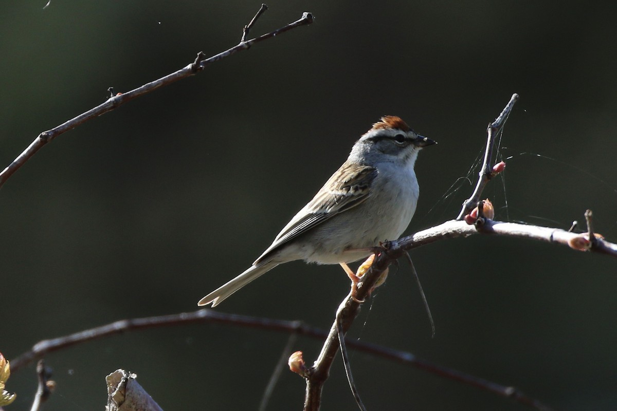 Chipping Sparrow - ML618633688