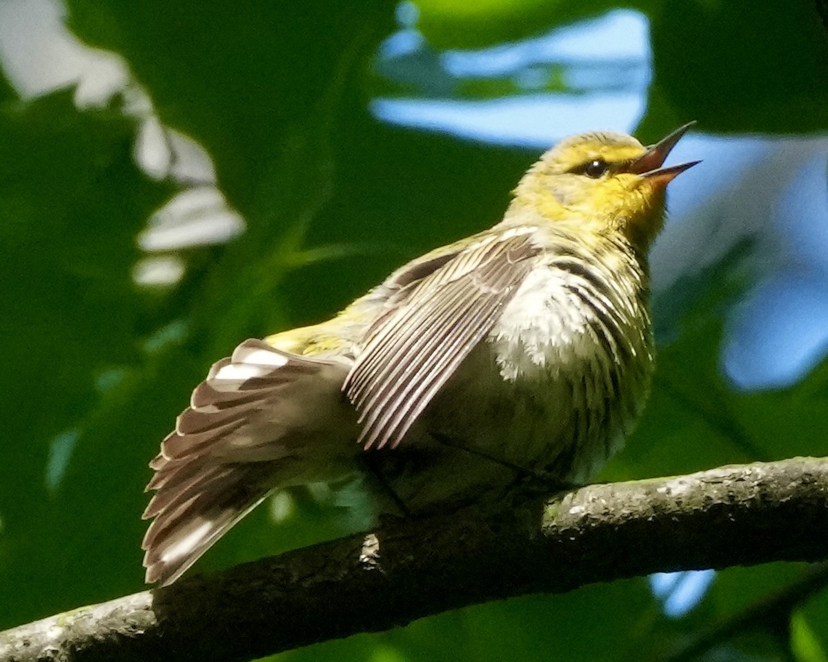 Cape May Warbler - ML618633712