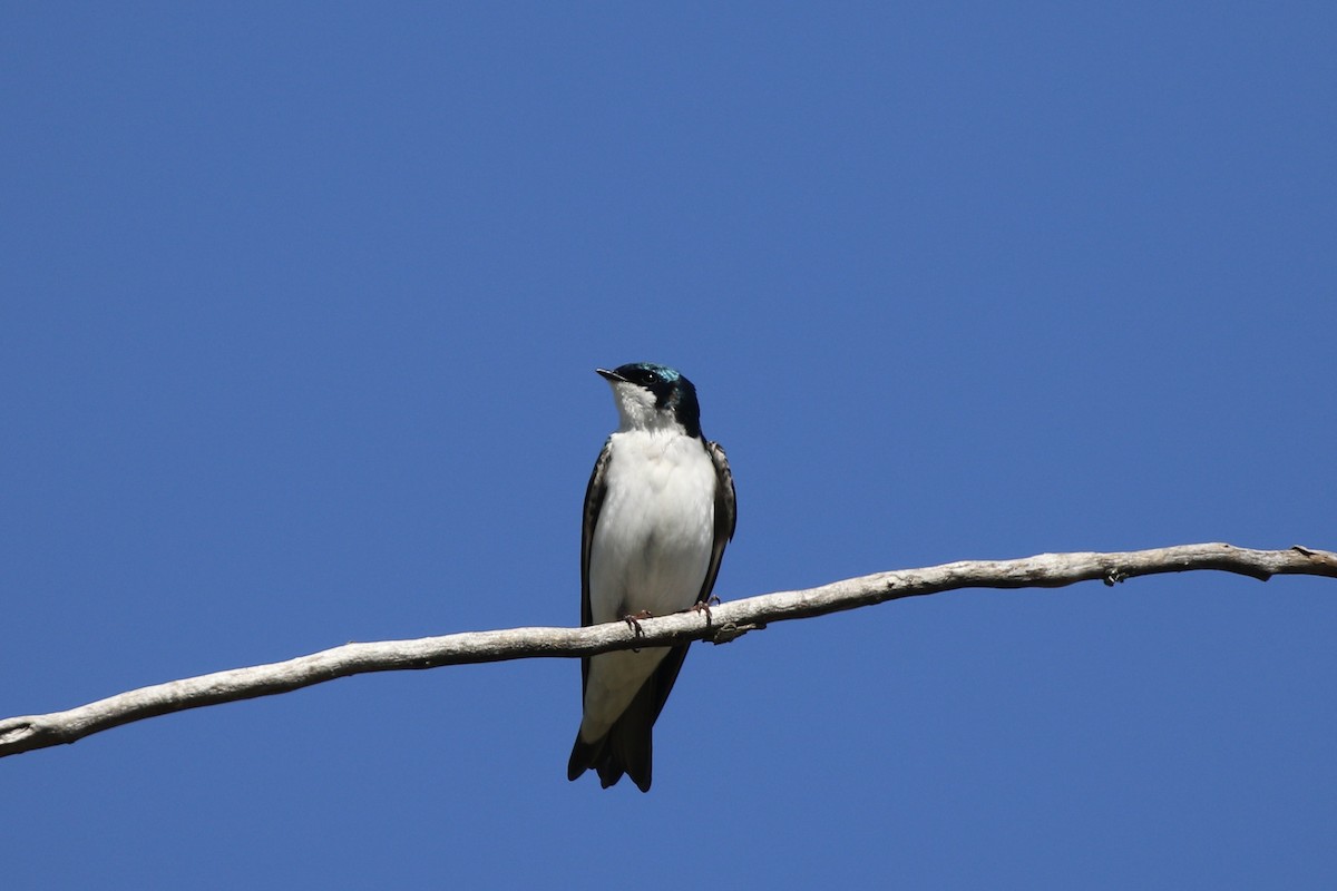Tree Swallow - Gord Watts