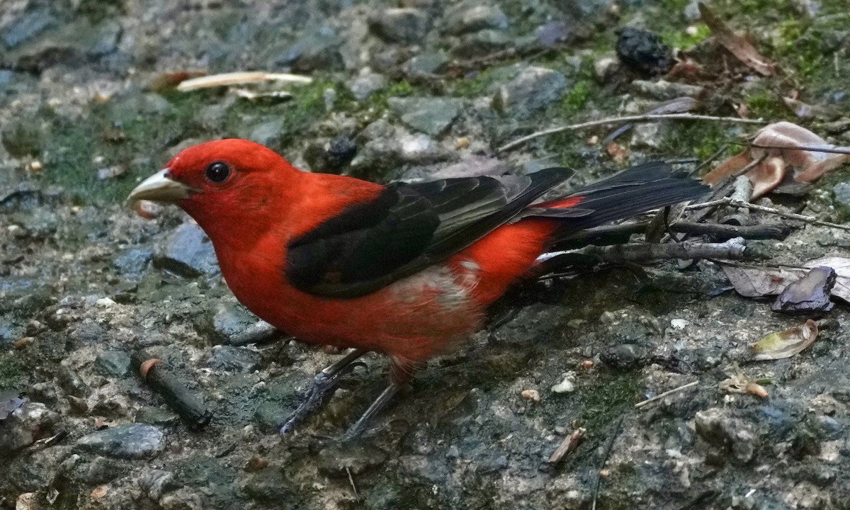 Scarlet Tanager - ML618633796