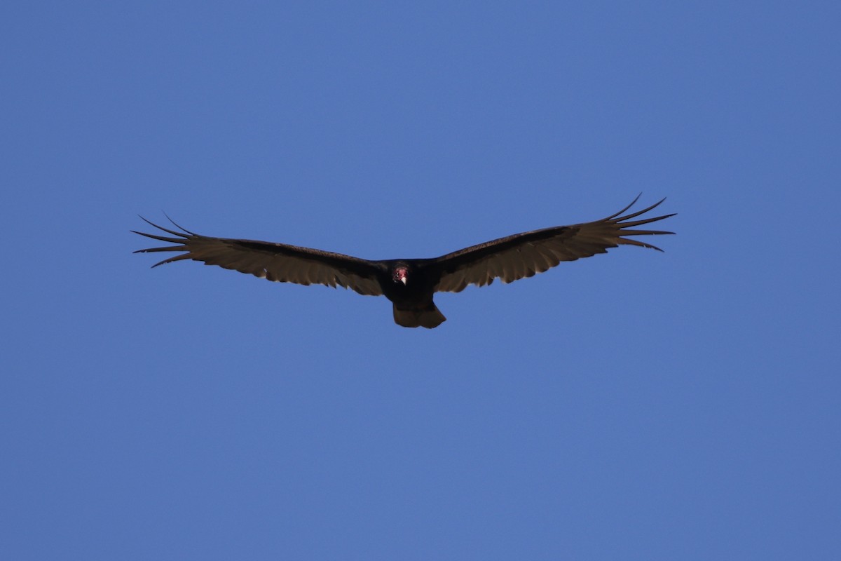 Turkey Vulture - Gord Watts