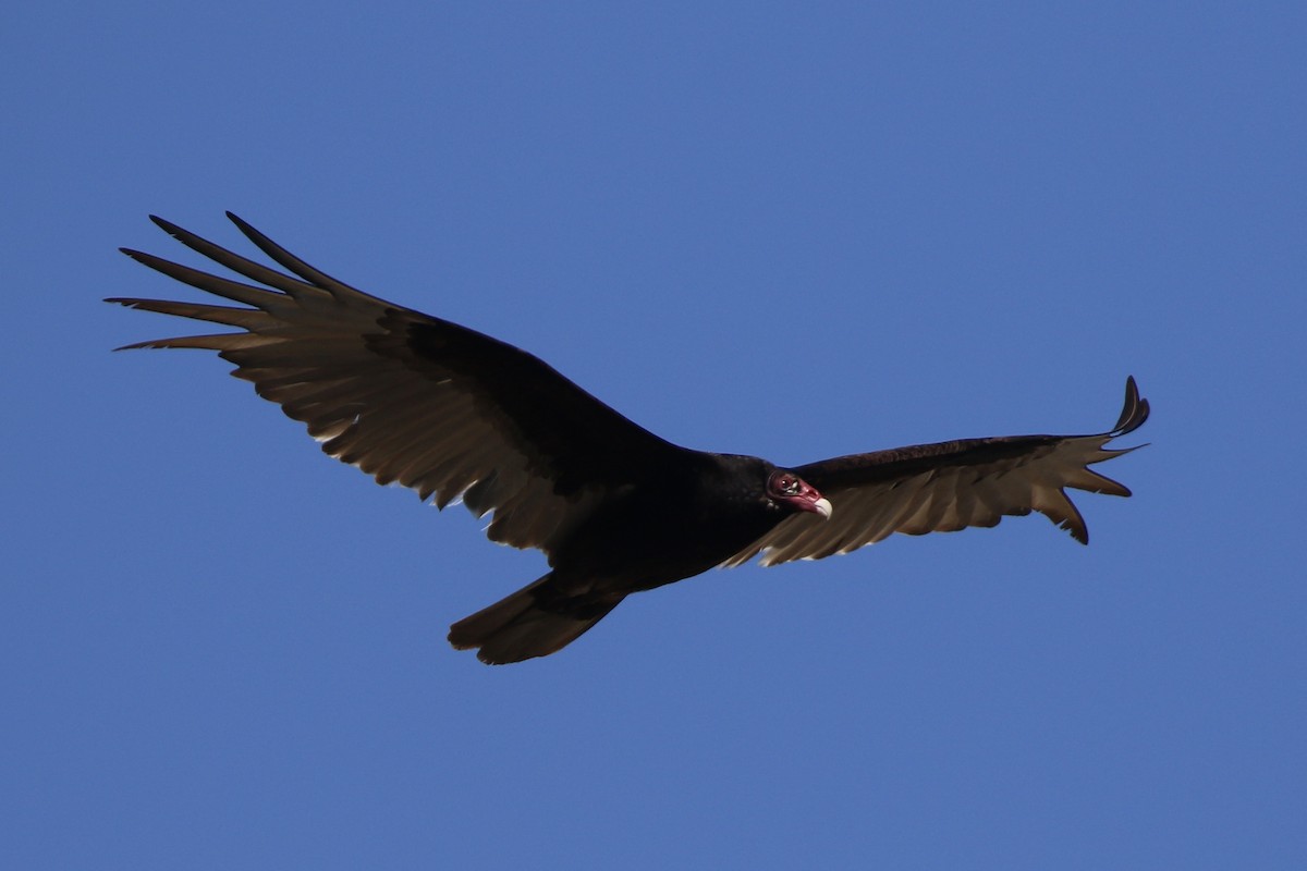 Turkey Vulture - ML618633827