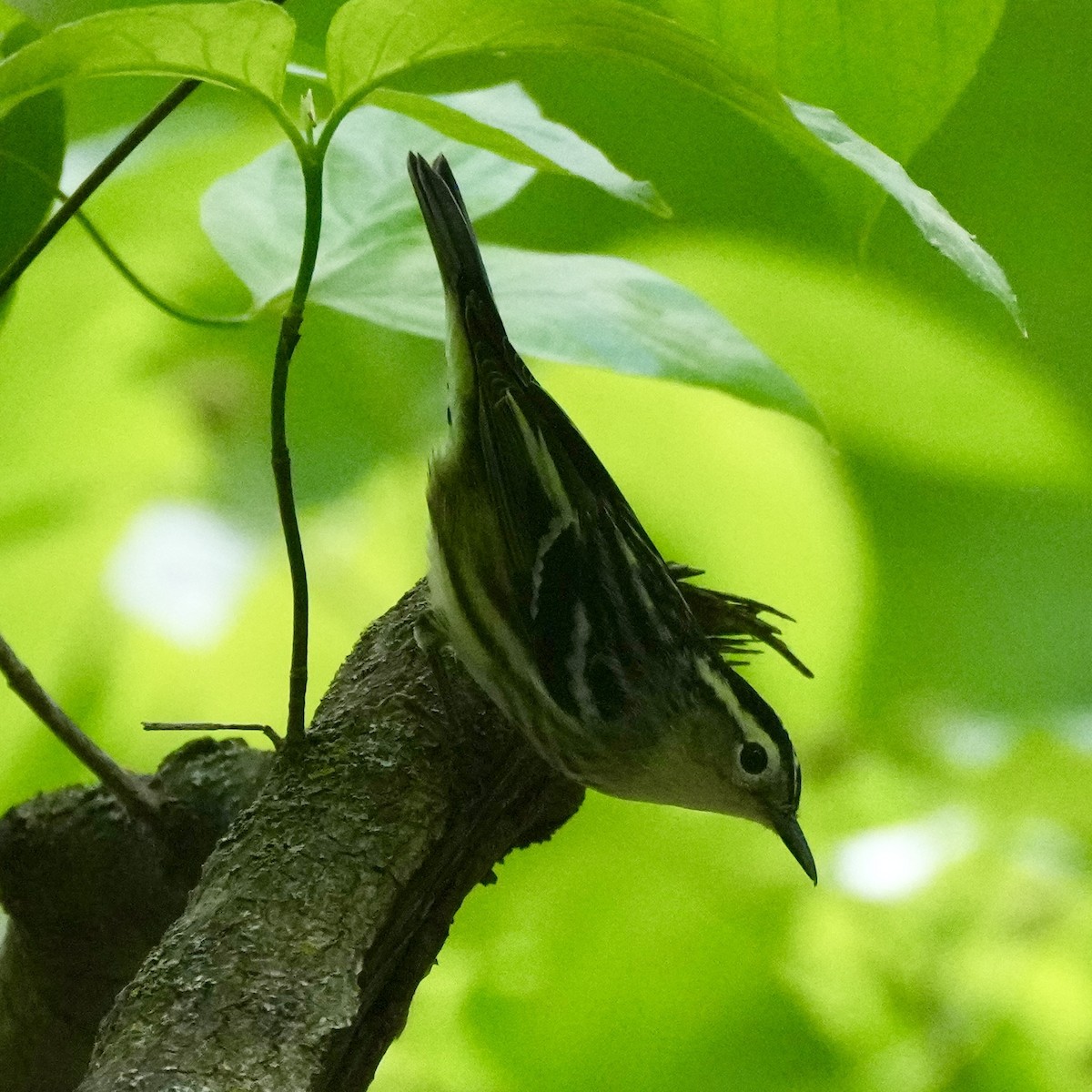 Black-and-white Warbler - ML618633833