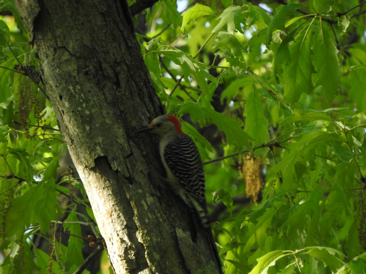 Red-bellied Woodpecker - Ron Marek