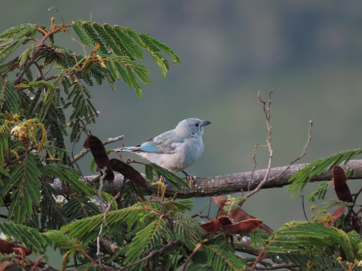 Blue-gray Tanager - ML618633910