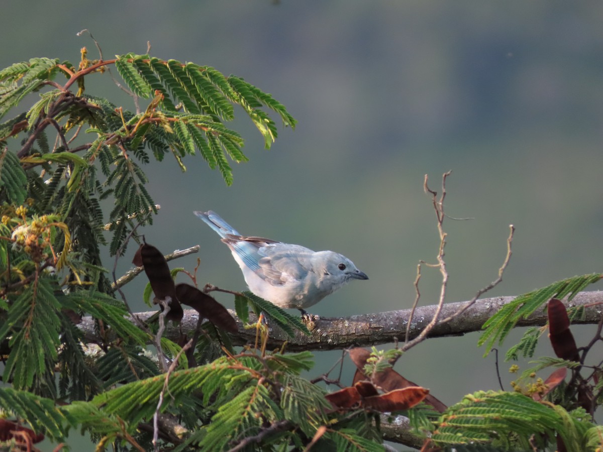Blue-gray Tanager - ML618633912